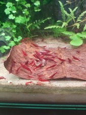 Bloody Mary Neocaridina Shrimp 10 1