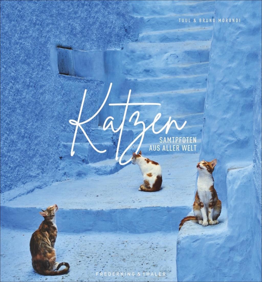 Thumbnail - Katzen | Buch | 9783954163182