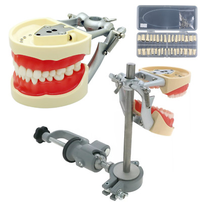 Kilgore NISSIN 200 Type Dental Typodont Model Mount Pole Set of 32 Teeth Screws