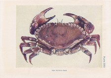 1907 CRAB Print - Original Antique - Crab Wall Art - Sea Life - 6.15 x 4.25 Inch