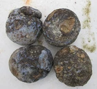 WHOLE SOLID COCONUT GEODE ROUGH LOT~ 4 lbs 15 ozs ~ 4 GEODE/NODULES