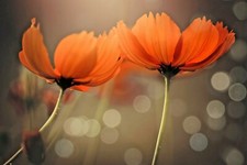 FLEECE Wallpaper-FLOWER-(6704ah)-Nature Plant Botany Decoration XXL Wall Art