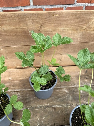 3 Stk. Potentilla Flamboyant, Fingerkraut Staude, im Topf 13 cm - Bild 3 von 9