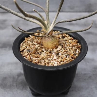 Succulent Cactus Plant Astrophytum Caput-Medusae Cactaceae Beautiful Plant