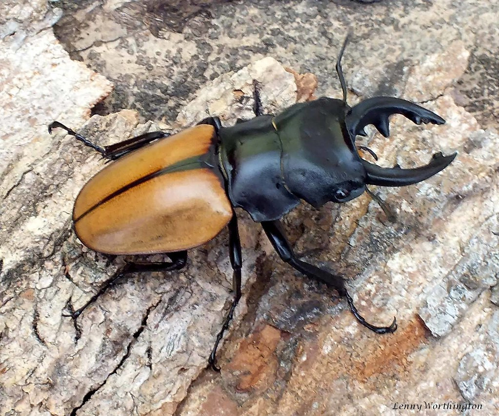 REAL Odontolabis elegans Orange Stag Beetle +70mm Unmounted in USA