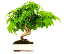 Amerikanischer Amberbaum – Liquidambar styraciflua – 150 Samen | Bonsai Samen