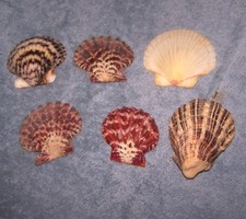 Colorful Florida Scallop Shells Lot of Six