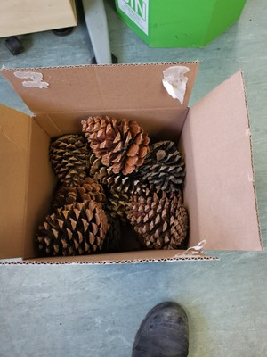 10 riesige riesige extra große Martima Tannenzapfen Natur Deko Öko Kranz Tanne