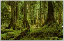 c1951 Postcard Rain Forest Olympic Peninsula Olympic National Park Washington