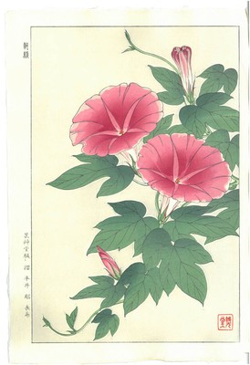 Kawarazaki Shodo [Morning Glory]/ Japanese Ukiyo-e Woodblock Print/from Japan!!!