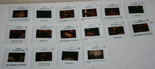16 x 35mm Transparency / Slides - Beekeeping / The Honey Bee - Picture 6 of 6