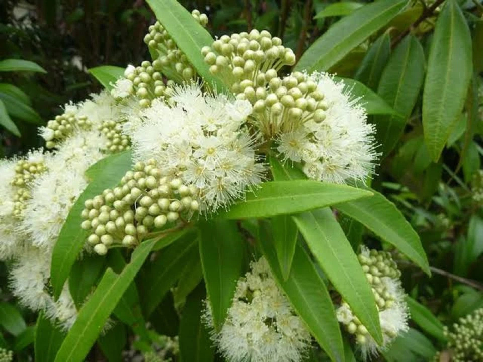 LEMON MYRTLE BACKHOUSIA CITRIODORA 1000 FRESH SEEDS SCENTED BULK WHOLESALE - Image 3 of 4