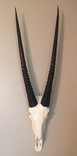 african GEMSBOK OYRX  skull faux replica Taxidermy skulls Gemsbuck horns