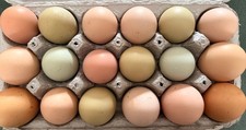 Fertile Chicken Hatching Eggs - Rainbow , F1  F2 Olive egger , variety , color