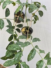 Hoya cystiantha splash [2r21a025] 2 macetas, 2 plantas, 20-22 pulgadas ¡¡Raro!!!