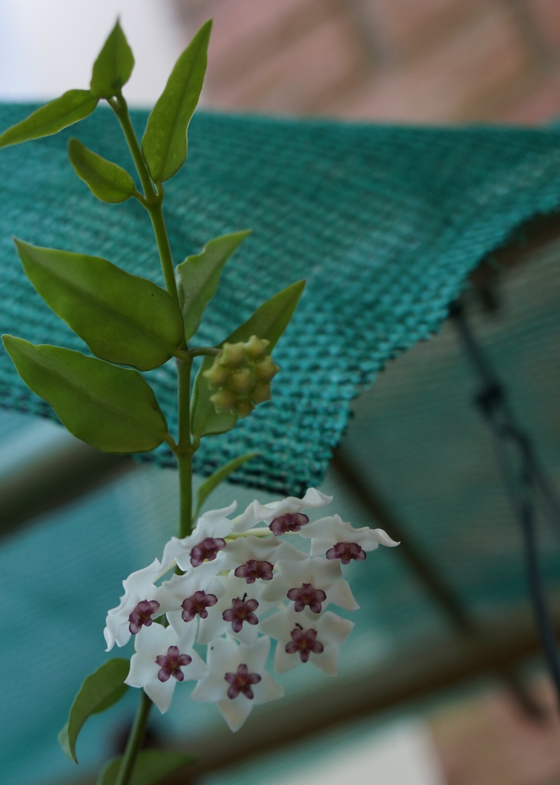 Wax plant Vine Hoya bella rooted cutting, Succulent tropical plant eBay