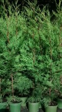 10X TREES GREEN LEYLANDII HEDGING CONIFER PLANTS 2LT POTS EVERGREEN 3.5 FOOT