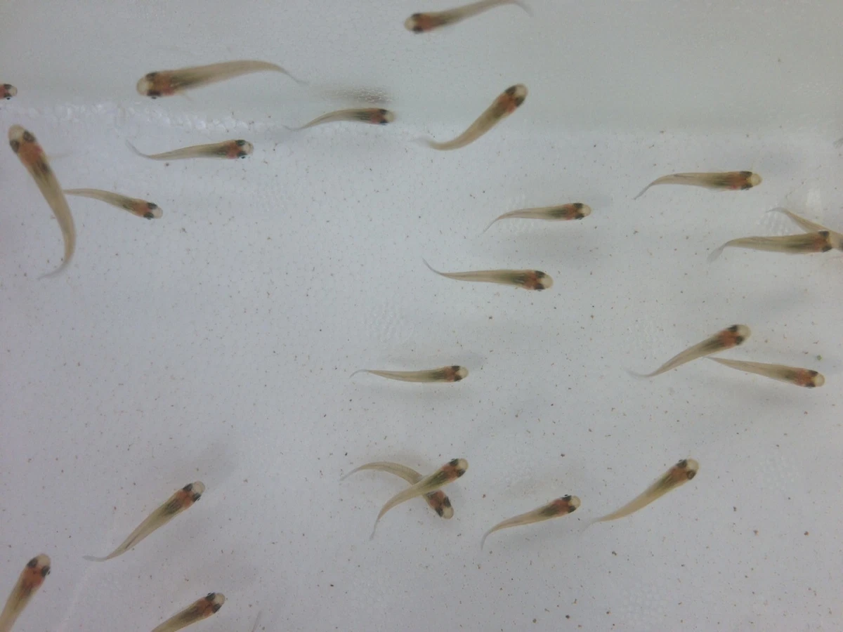 100) Mosquitofish (Gambusia affinis) Live Tropical Mosquito Fish Pond  Control | eBay