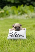 Clearance Pug Garden Statue Welcome Sign Small Garden Yard Flowerbed Porch Decor