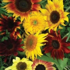 25+ Sunflower Seeds, All Sorts Mix, Mixture | Flower seeds, Non-GMO USA