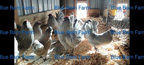 8 Asstd Bantam Hatching Eggs Mille Fleur d'Uccles, Self-Blue, Porcelain d'Anvers - Picture 4 of 19