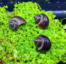 6 1 Mystery Snails Variety Pack - Purple and Magenta
