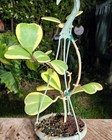 Hoya Kerrii variegata Sweetheart plant in 6" Pot 13" Tall 10" Wide — photo 2