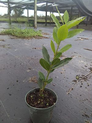 Bay Laurel Bay Leaf tree  Laurus nobilis  almost foot tall free shipping!
