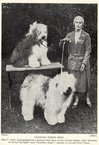 English Sheepdog "Show Clip" - 1934 Vintage Dog "Photo" Print - CUSTOM MATTED