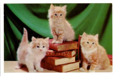 Vintage Postcard Post 1959 Chicago three adorable cats kittens on Library books