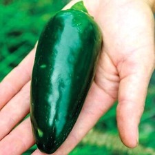 Grande Jalapeno Pepper Seeds