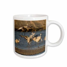 3dRose Sandhill crane bird, Platte river, Nebraska, USA - US28 WSU0012 - William