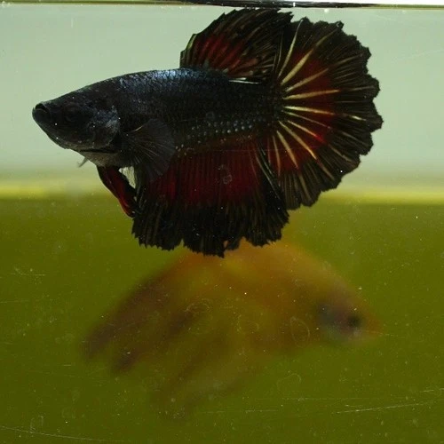 Live Betta Female Copper Butterfly Red Tail Black Rim HM Premium Grade Thailand