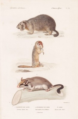 Murmeltier Alpen marmot Aretomys Gartenschläfer engraving Stahlstich Cuvier 1849