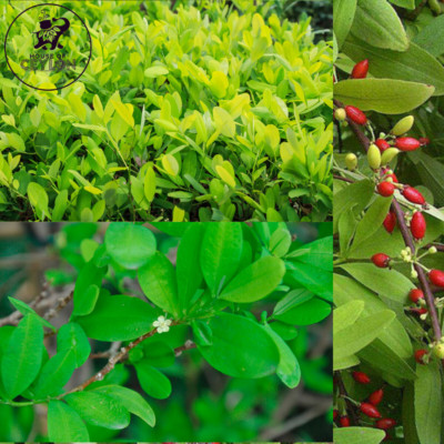 100 C.o.c.a Leaves Half Dried Leaves Organic & Tropical Ceylon ( free shipping )