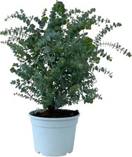 1x Eukalyptus Gunnii - Frostharter und duften...