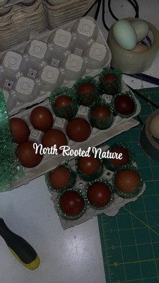 RARE #6 Purebred Black Copper Marans Hatching Eggs   Dark 6 8 Color Scale