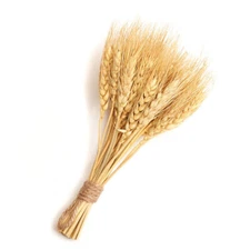 Set of 2 Factory Direct Craft Natural Dried 8" Tall Wheat Bundles