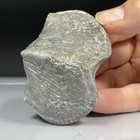 SS Rocks - Brochiopod, Paraspirifer, Brownockeri (Sylvania, Ohio) 115g — photo 1