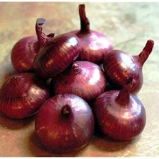 Red Cipollini Onion, NON-GMO, Italian Onion, Red Marble, FREE SHIPPING