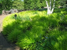 HAKONECHLOA MACRA 'ALL GOLD' -  JAPANESE FOREST GRASS - STARTER PLANT