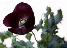 Black Poppy 8x PLUG PLANTS PREORDER