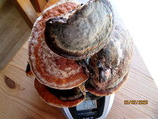 1 kg Echter Zunderschwamm ganz frisch heute geerntet