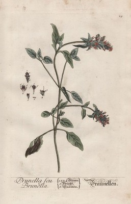 Prunella Brunella Braunelle self-heals botany Blackwell herbal book engraving