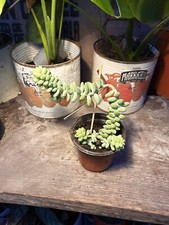 Burro’s Tail Rooted Cuttings ( pls read description)