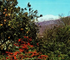 Orange Fruit Groves Flowers Forest Foothills Mountain Tops CA Vintage Postcard