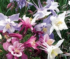 COLUMBINE DWARF MIXED Aquilegia Vulgaris - 1,000 Bulk Seeds
