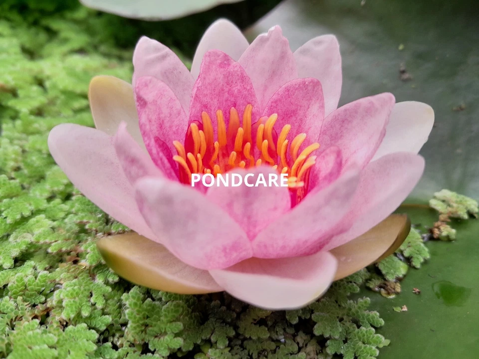 NYPHEAEA PINK WATER LILY MRS RICHMOND 🇬🇧 GROWN. £19.00 INCLUDING AQUATIC POT