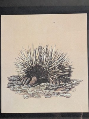 Vintage Original Australian Gouache Painting of Echidna signed by Julie D Morris