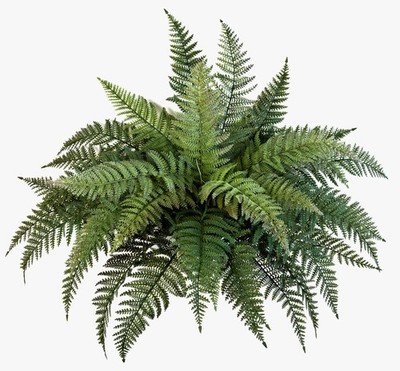 artplants Königsfarn Aaron, 35 Blätter, grün, auf Steckstab, 50cm, Ø 65cm